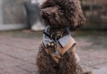 A small, brown poodle with a perplexed look