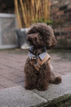 A small, brown poodle with a perplexed look