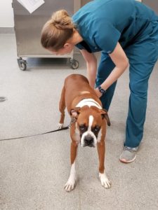 A veterinary professional leans over a concerned looking Boxer