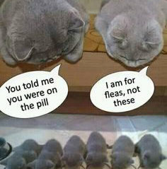 Two cats look at a litter of kittens. One says, "You told me you were on the pill." The other says, "I am for fleas, not for these."
