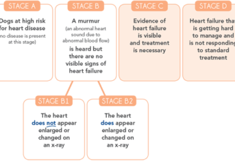 An infographic outlining the four stages of canine heart disease