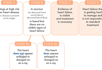 An infographic outlining the four stages of canine heart disease