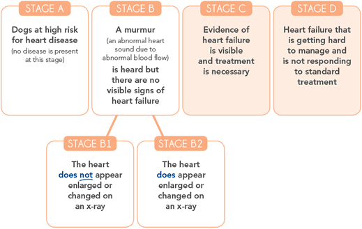 Stages Of Heart Disease In Dogs