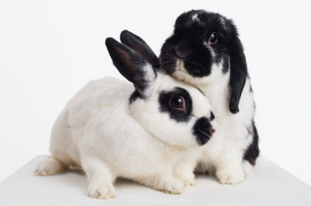 Two bunnies cuddle