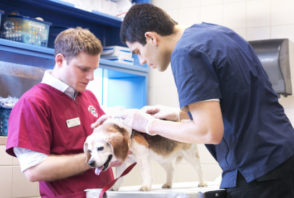 Two veterinarians examine a dog