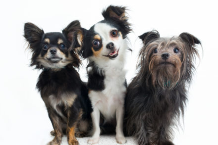 Three small dogs sit side by side