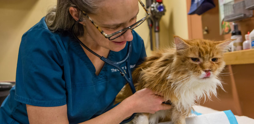 The Animal Medical Center's Dr. Rachel St-Vincent examines a cat