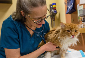 The Animal Medical Center's Dr. Rachel St-Vincent examines a cat