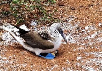 A blue-footed bobby sits on eggs in the Galapagos