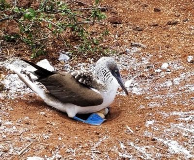 A blue-footed bobby sits on eggs in the Galapagos