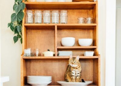 A cat sits on a plate, looking excited