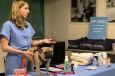 Splenectomy in Dogs: What You Need to Know - The Animal Medical Center