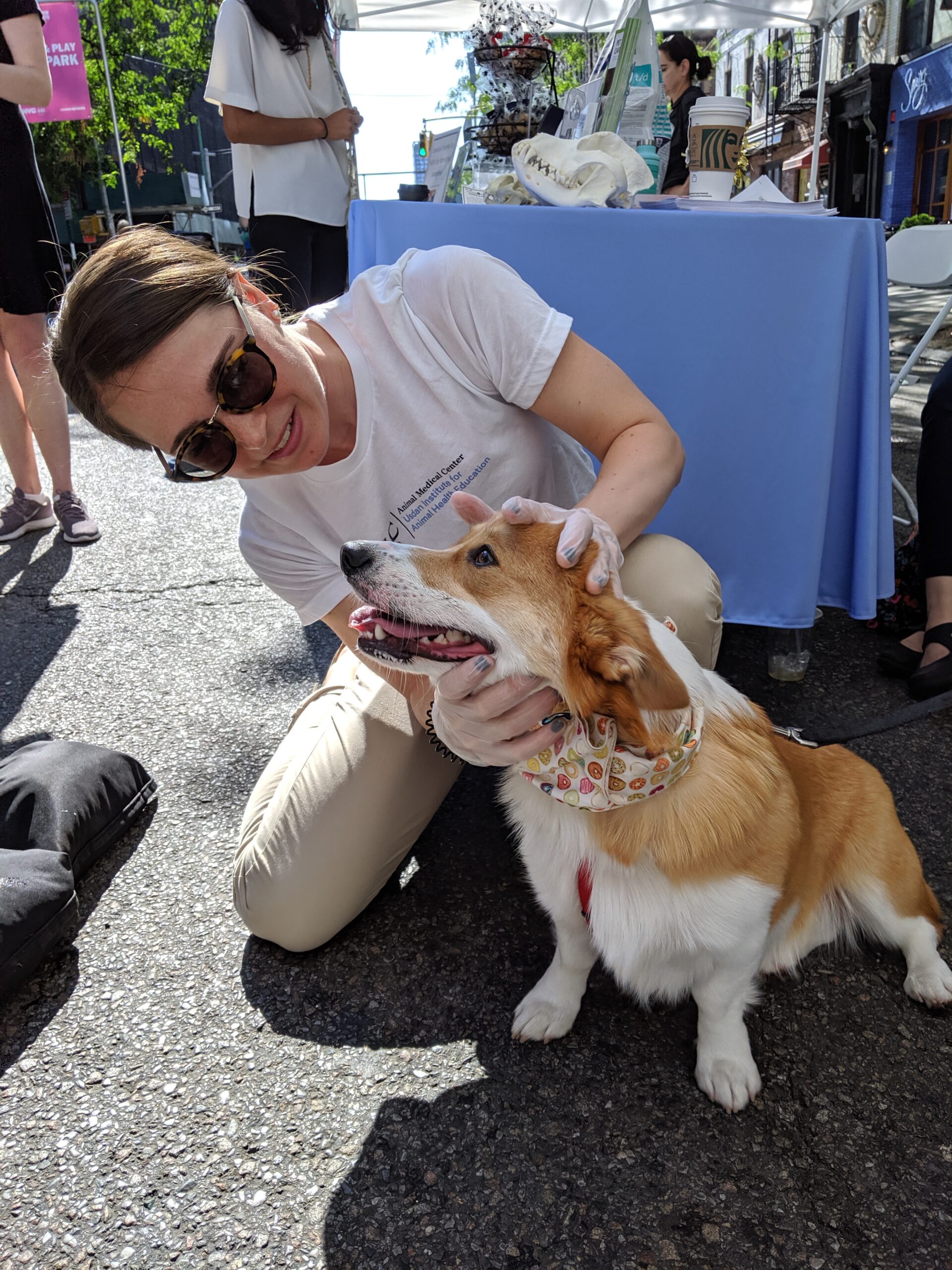 Kirsten Powers LVT looks in dogs mouth during dental exam