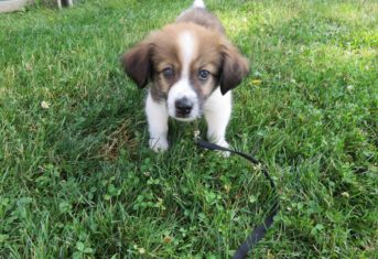 A cute brown and white puppy plays in some grass