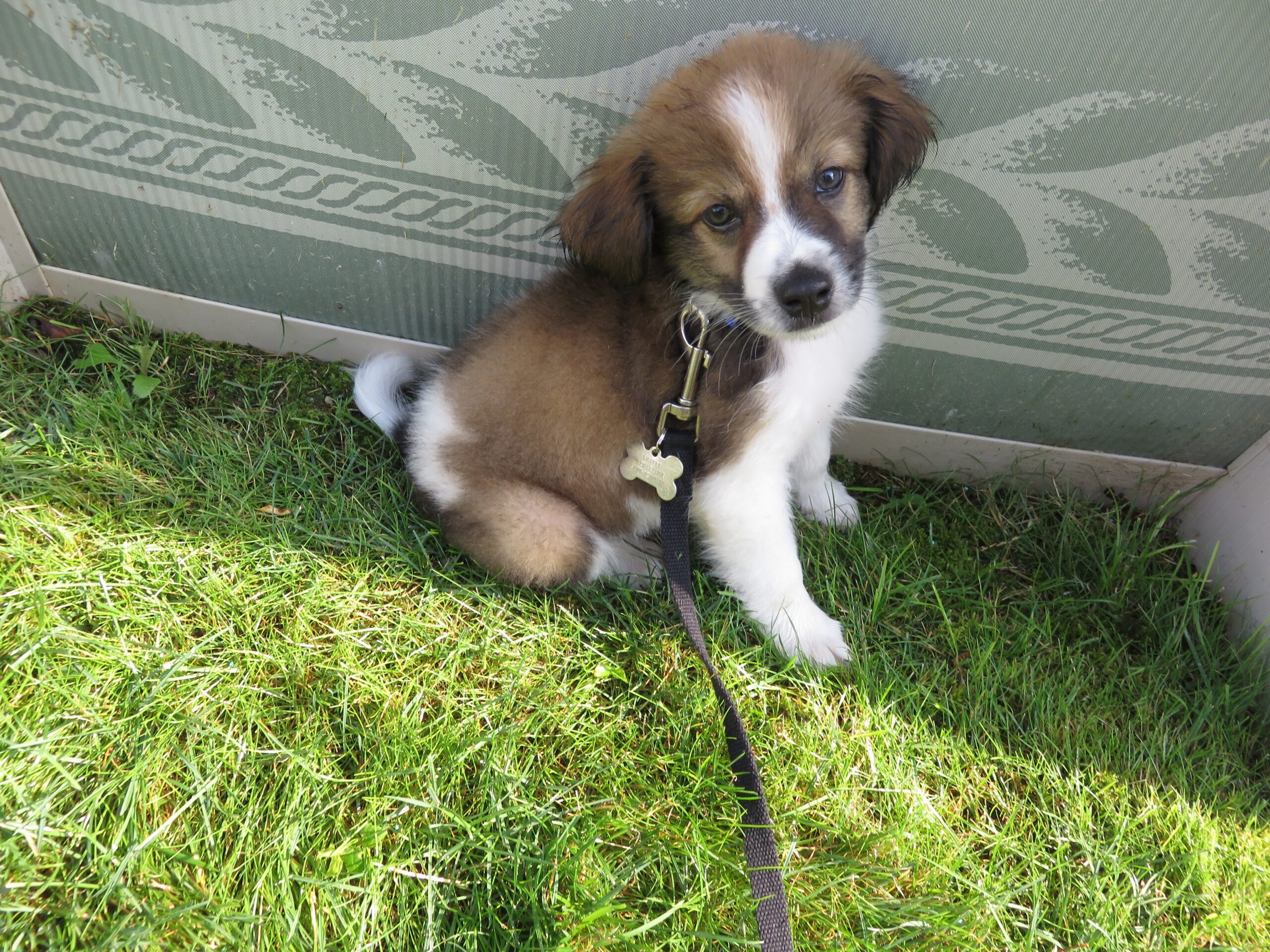 An adorable brown and white puppy sits in some grass