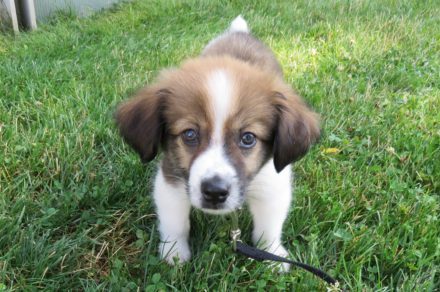 A puppy stands in a field of green grass