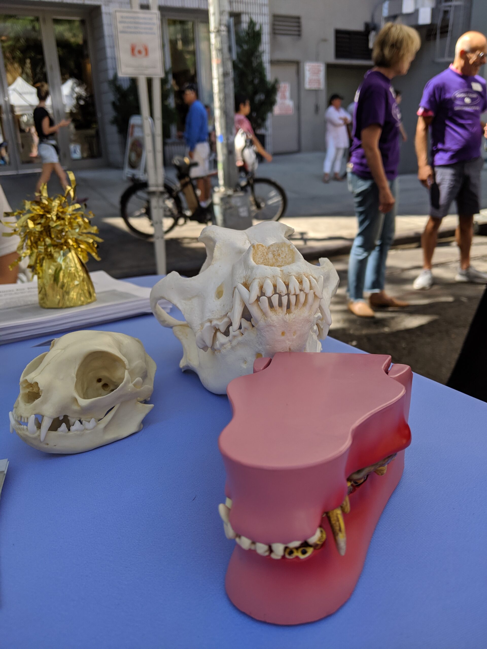 Photo of cat skull, dog skull, and dog jaw model
