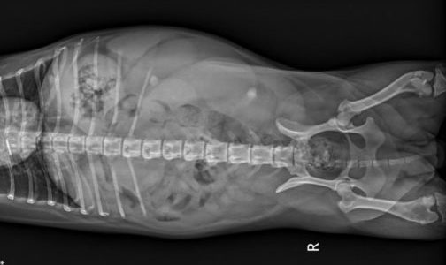 An x-ray showing pyometra