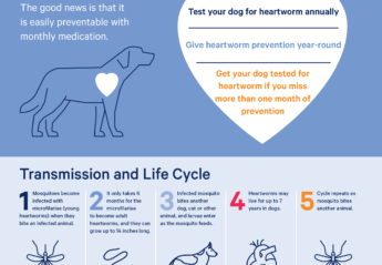 An infographic providing information about heartworm in dogs