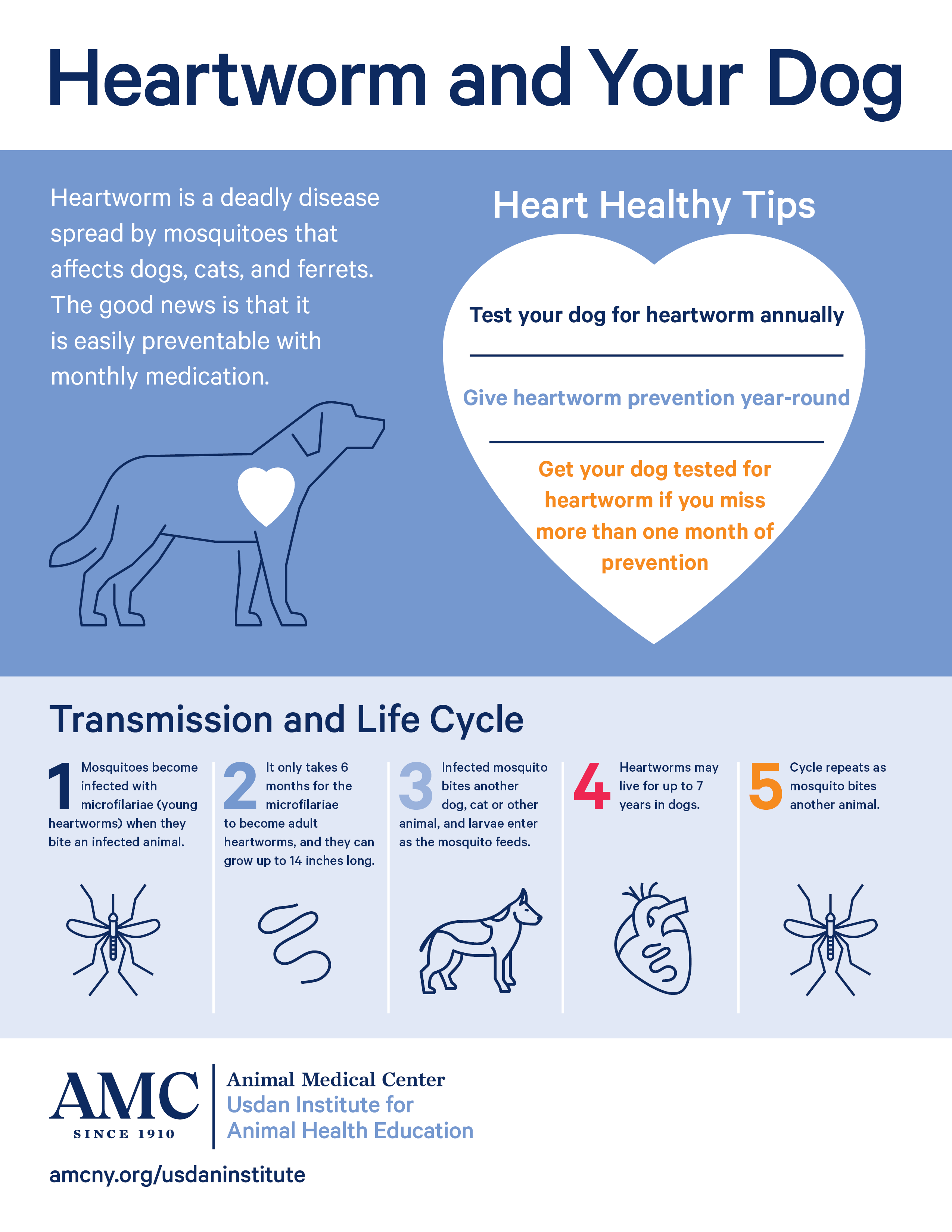 An infographic providing information about heartworm in dogs