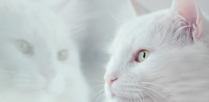 A white cat stares at its reflection in a window