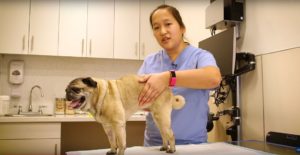 A veterinary technician performs bladder expression on a pug