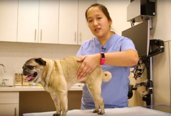 A veterinary technician performs bladder expression on a pug