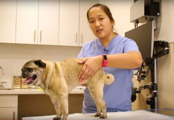 A veterinary technician performs bladder expression on a pug