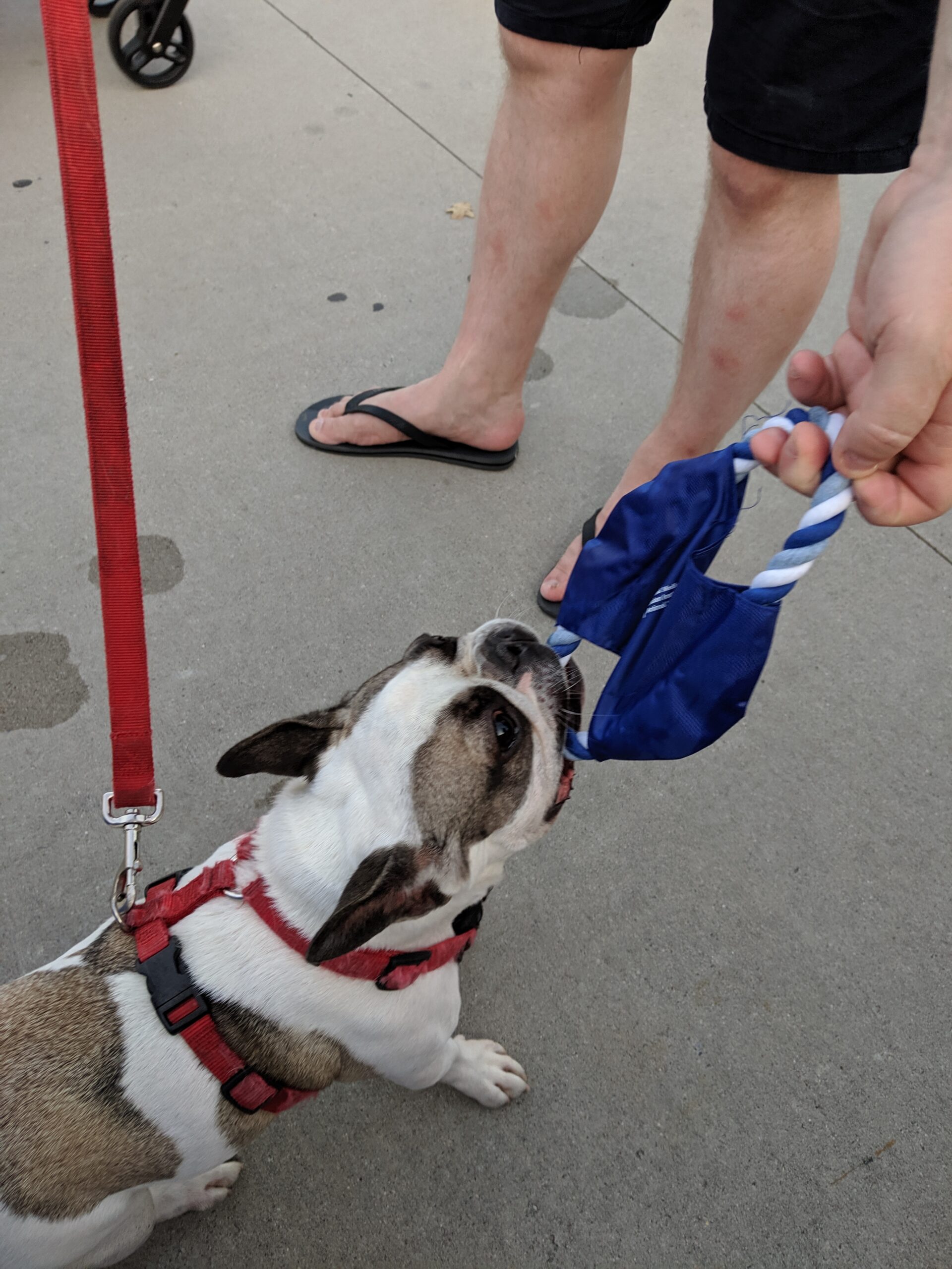 Dog tugging on frisbee at CinemaLIC