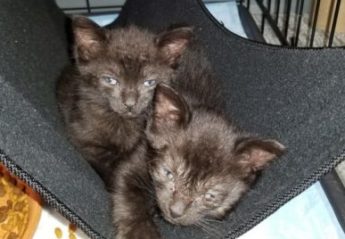 Foster kittens being raised at AMC
