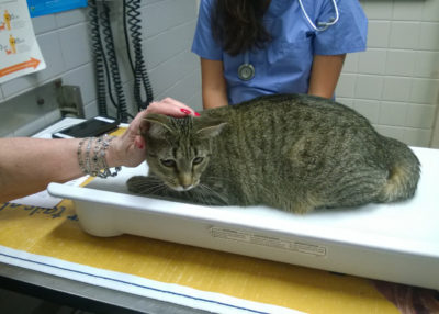 Cat on an exam table