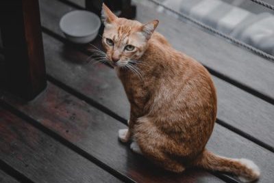 An outdoor cat looking for food