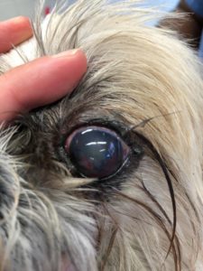 After treatment, the corneal ulcer is healed and the eye is less red