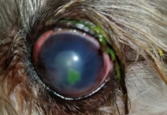 A dog's eye with a corneal ulcer stained green with fluorescein