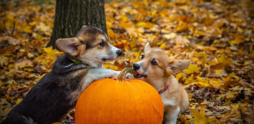 Two Corgi puppies play with a pumpkin