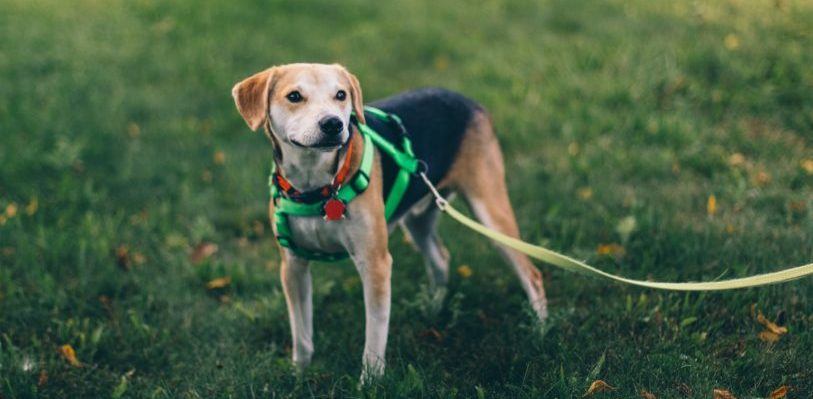 A dog stands in a park