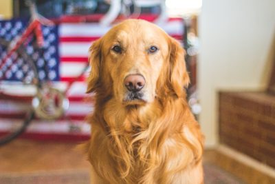 A Golden Retriever sitting on the floor