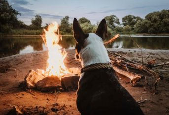 Dog Staring at a Fire