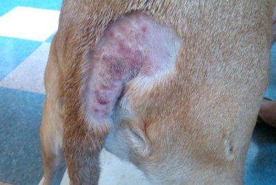 dog heat rash treatment