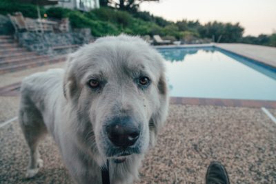 A dog lingers by a pool