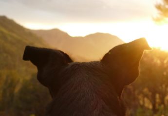 A dog looks over a mountain range and a setting sun