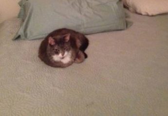 A senior cat lies on a bed