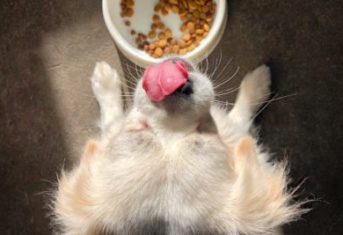 A dog licks its lips after eating from a bowl of dog food