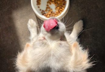 A dog licks its lips after eating from a bowl of dog food