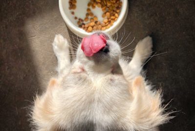A dog licks its lips after eating from a bowl of dog food
