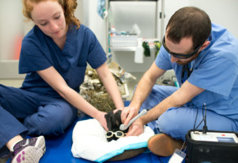 A veterinarian and a veterinary technician administer a radiation treatment to a bunny