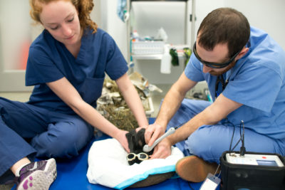 A veterinarian and a veterinary technician administer a radiation treatment to a bunny