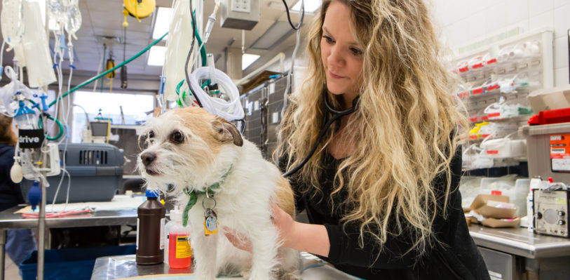 A veterinarian examines a dog on an exam table