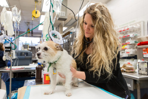 A veterinarian examines a dog on an exam table