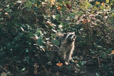 A racoon glares from some underbrush